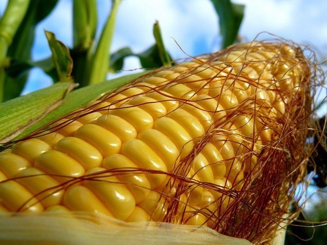 10 причин любить кукурузу
