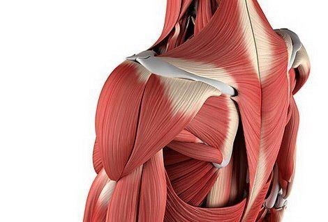 Почему болят мышцы?! И как различить хорошую и плохую боль Почему болят мышцы?! И как различить хорошую и плохую боль