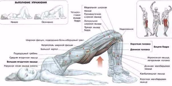 Все о тренинге ягодиц‼ 4 Все о тренинге ягодиц‼ 4