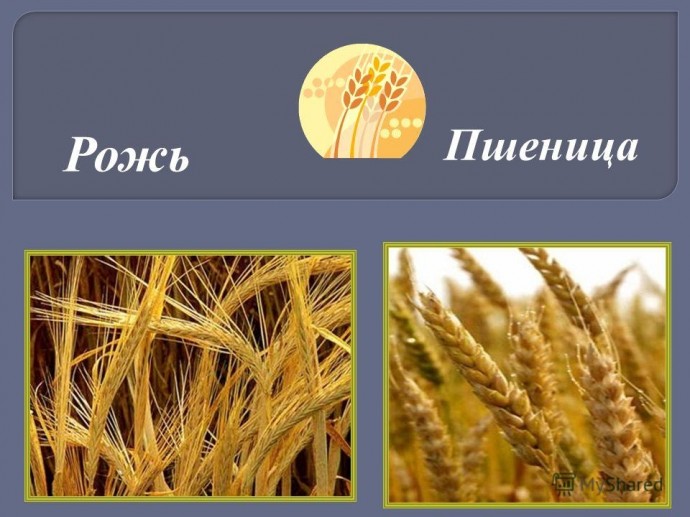 Какие пророщенные зерна наиболее полезны?