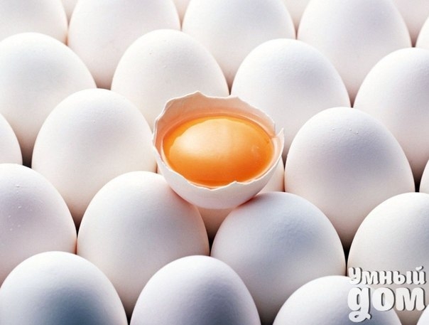 9 золотых советов по приготовлению яиц