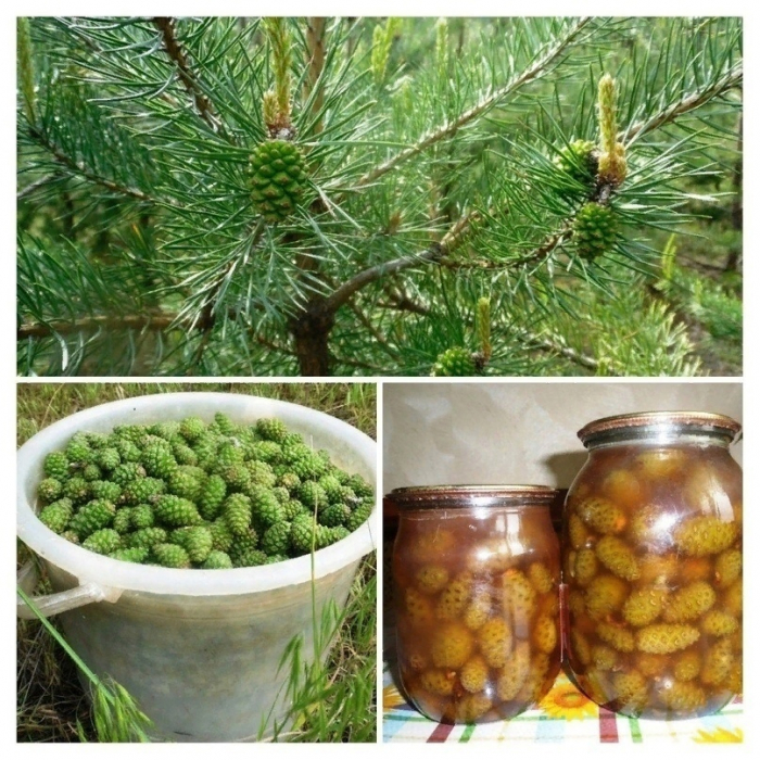 ЗЕЛЕНЫЕ ШИШКИ СОСНЫ: ЭЛИКСИР ЗДОРОВЬЯ, КОТОРЫЙ МОЖЕТ ЗЕЛЕНЫЕ ШИШКИ СОСНЫ: ЭЛИКСИР ЗДОРОВЬЯ, КОТОРЫЙ МОЖЕТ