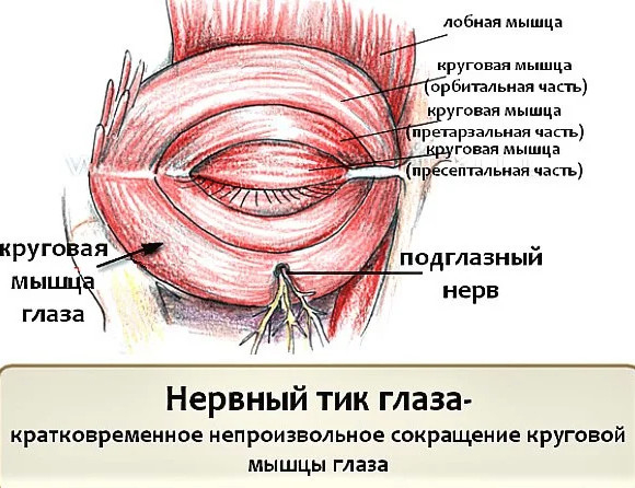 Как снять усталость с глаз и избавиться от нервного тика. Как снять усталость с глаз и избавиться от нервного тика.