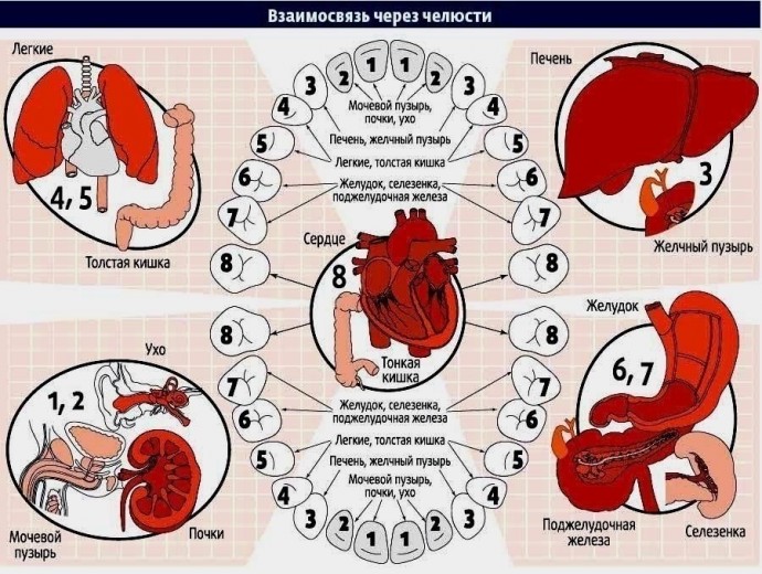 Зубы расскажут о здоровье наших органов