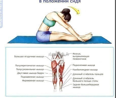 Упражнения на растяжку и гибкость. Упражнения на растяжку и гибкость.