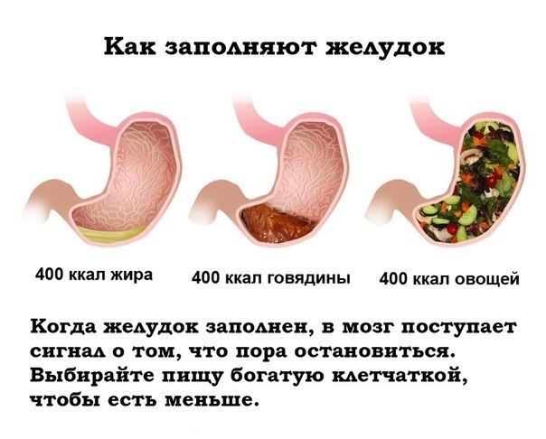 Как заполняют желудок Как заполняют желудок