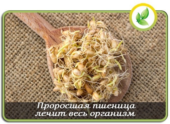 Проросшая пшеница лечит весь организм Проросшая пшеница лечит весь организм