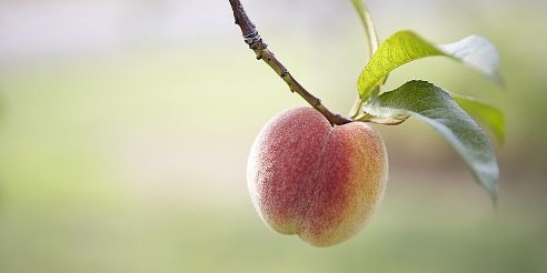 Чем полезен персик