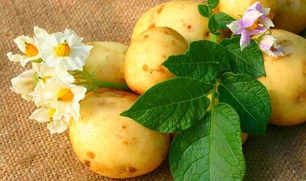 Молодой картофель - рецепты красоты.