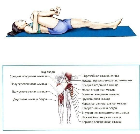 Упражнения на растяжку и гибкость. Упражнения на растяжку и гибкость.