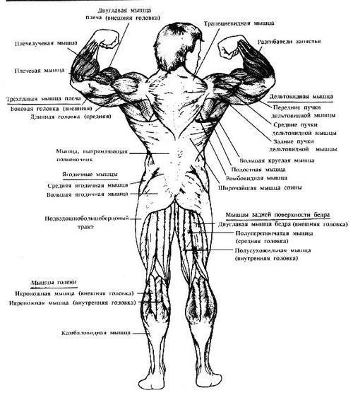 Комплекс лучших упражнений на каждую группу мышц