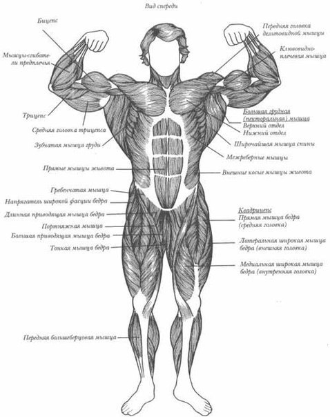 Комплекс лучших упражнений на каждую группу мышц