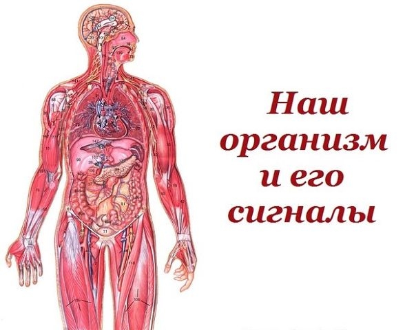 Наш организм и его сигналы. Наш организм и его сигналы.