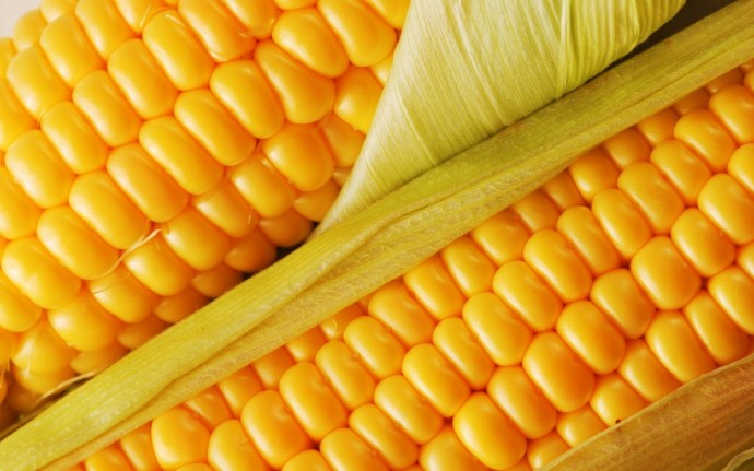 Польза кукурузы