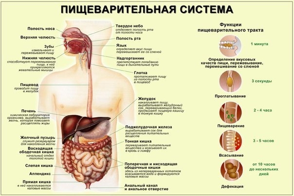 5 главных правил для улучшения пищеварения 5 главных правил для улучшения пищеварения