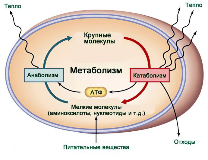 Как ускорить обмен веществ