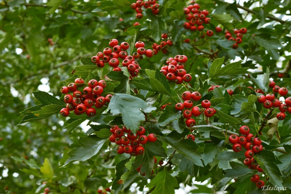 АРИТМИЯ: НАРОДНЫЕ СРЕДСТВА, ЛЕЧЕНИЕ АРИТМИИ.