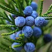 Народные методы очищения крови. Народные методы очищения крови.