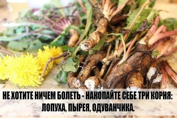 Я ВСЕГДА ГОВОРЮ НЕ ХОТИТЕ НИЧЕМ БОЛЕТЬ - НАКОПАЙТЕ СЕБЕ ТРИ КОРНЯ - ЛОПУХА, ПЫРЕЯ, ОДУВАНЧИКА. Я ВСЕГДА ГОВОРЮ НЕ ХОТИТЕ НИЧЕМ БОЛЕТЬ - НАКОПАЙТЕ СЕБЕ ТРИ КОРНЯ - ЛОПУХА, ПЫРЕЯ, ОДУВАНЧИКА.