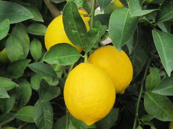 Какие витамины содержатся в лимоне: список, влияние на организм.