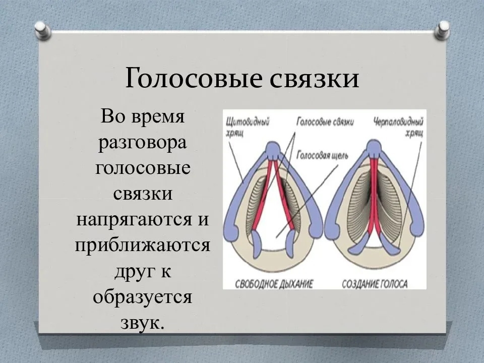 Укажите зону расположения голосовых связок Минимальная инвазивная отохиноларингология, лазер ENT, Диодная Лазерная Хирургия