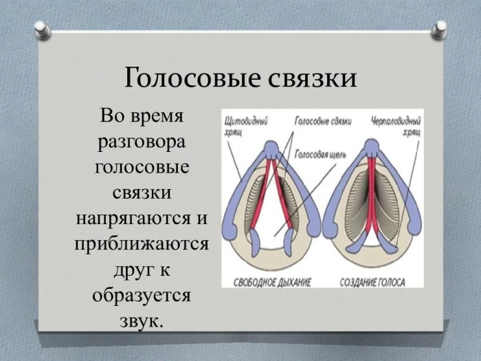 Как укрепить голосовые связки: упражнения и народные рецепты.