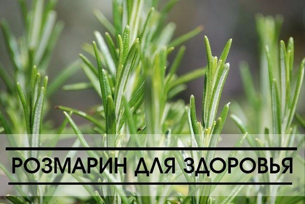 15 проблем, с которыми справляется розмарин 15 проблем, с которыми справляется розмарин