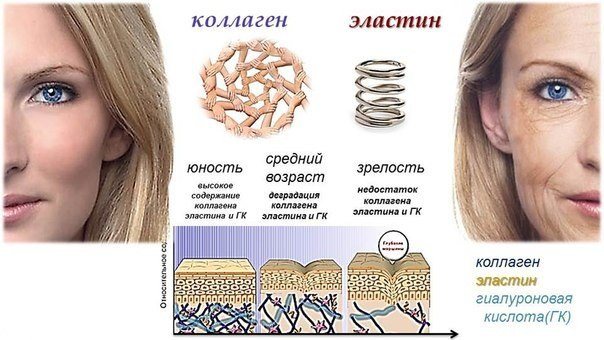 В КАКИХ ПРОДУКТАХ СОДЕРЖИТСЯ КОЛЛАГЕН И ГИАЛУРОНОВАЯ КИСЛОТА?