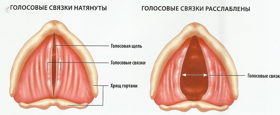 Как укрепить голосовые связки: упражнения и народные рецепты.