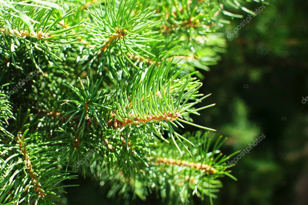 Трещины прямой кишки, народное лечение.