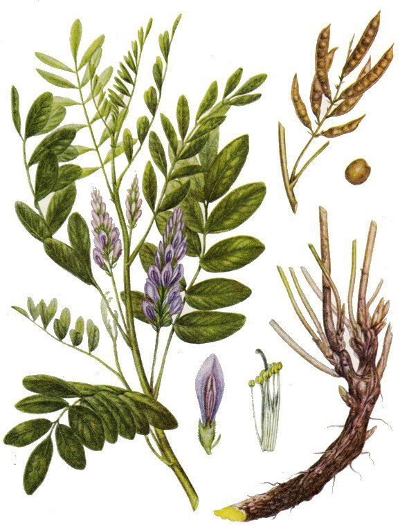 Применение сладкого корня солодки.