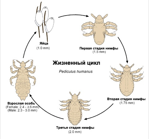 Педикулез или как вывести вшей? Педикулез или как вывести вшей?