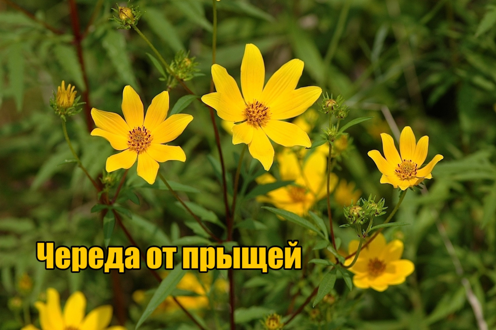 Череда от прыщей
